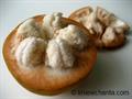 Sandoricum koetjape